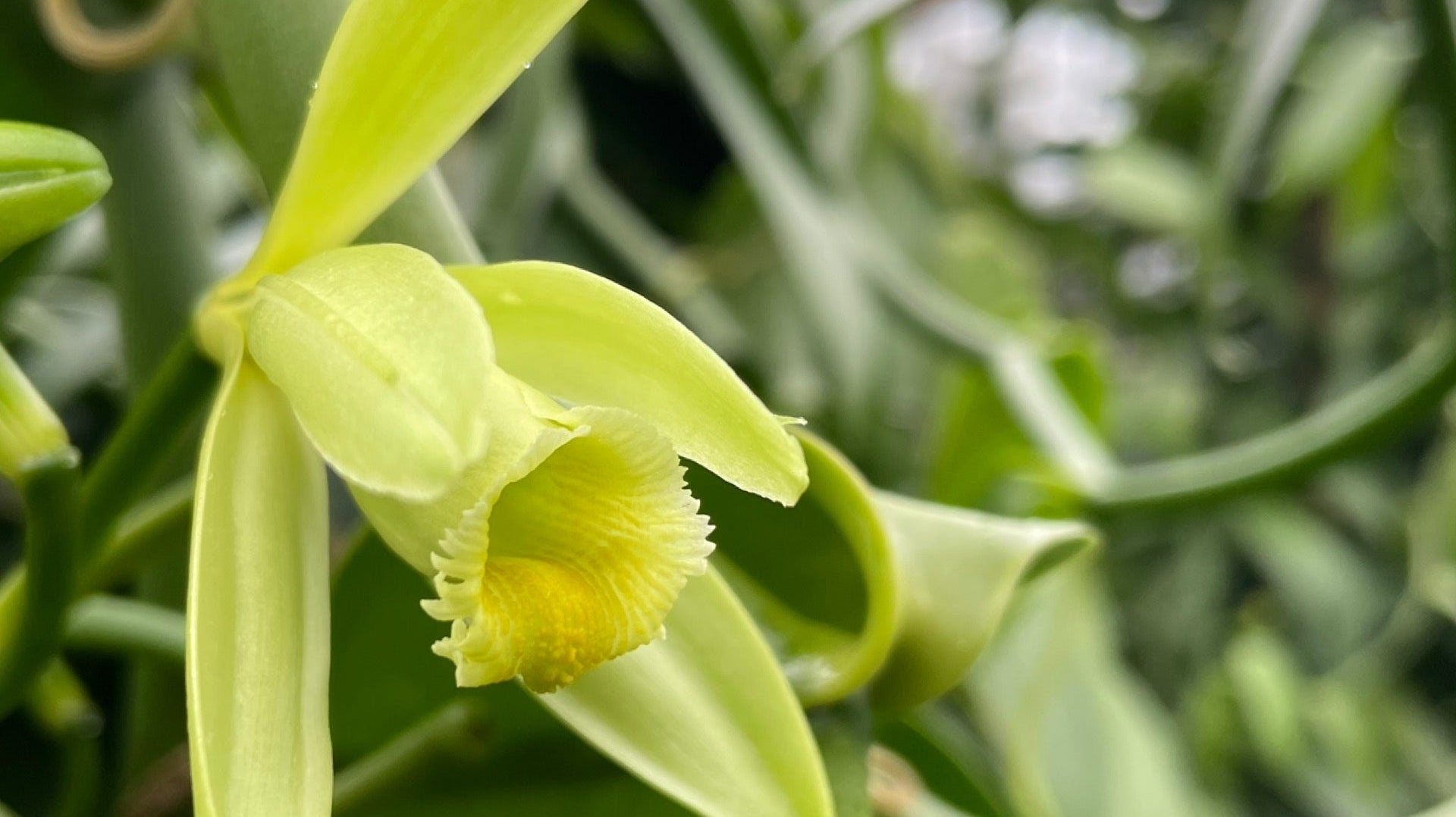 All You Need to Know About Growing Vanilla at Home π±