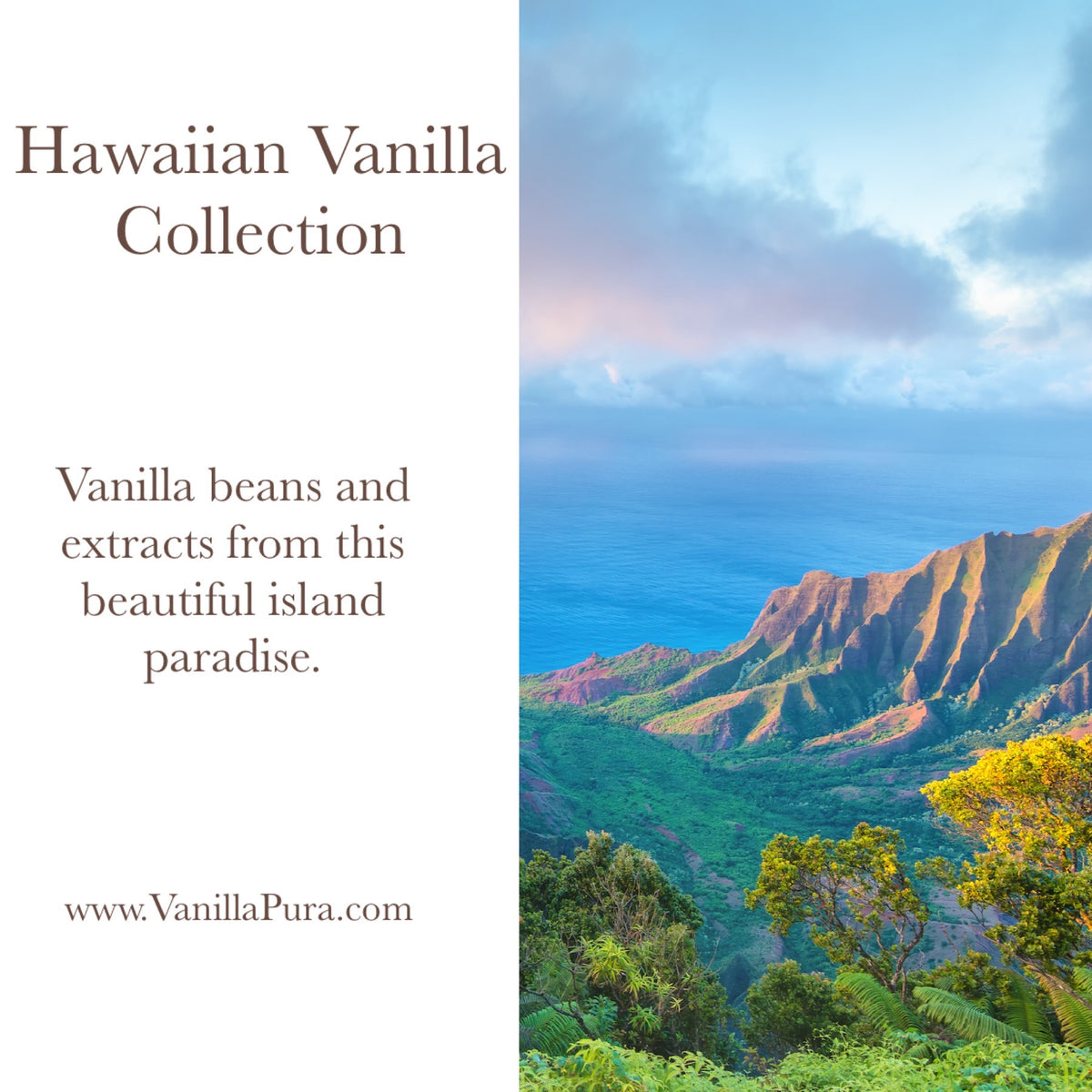 Gourmet Hawaiian Vanilla Beans (Group Buy) VanillaPura