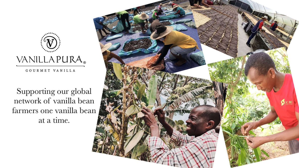 Workers cultivating Nicaraguan V. Pompona vanilla beans, supporting global vanilla bean farmers.
