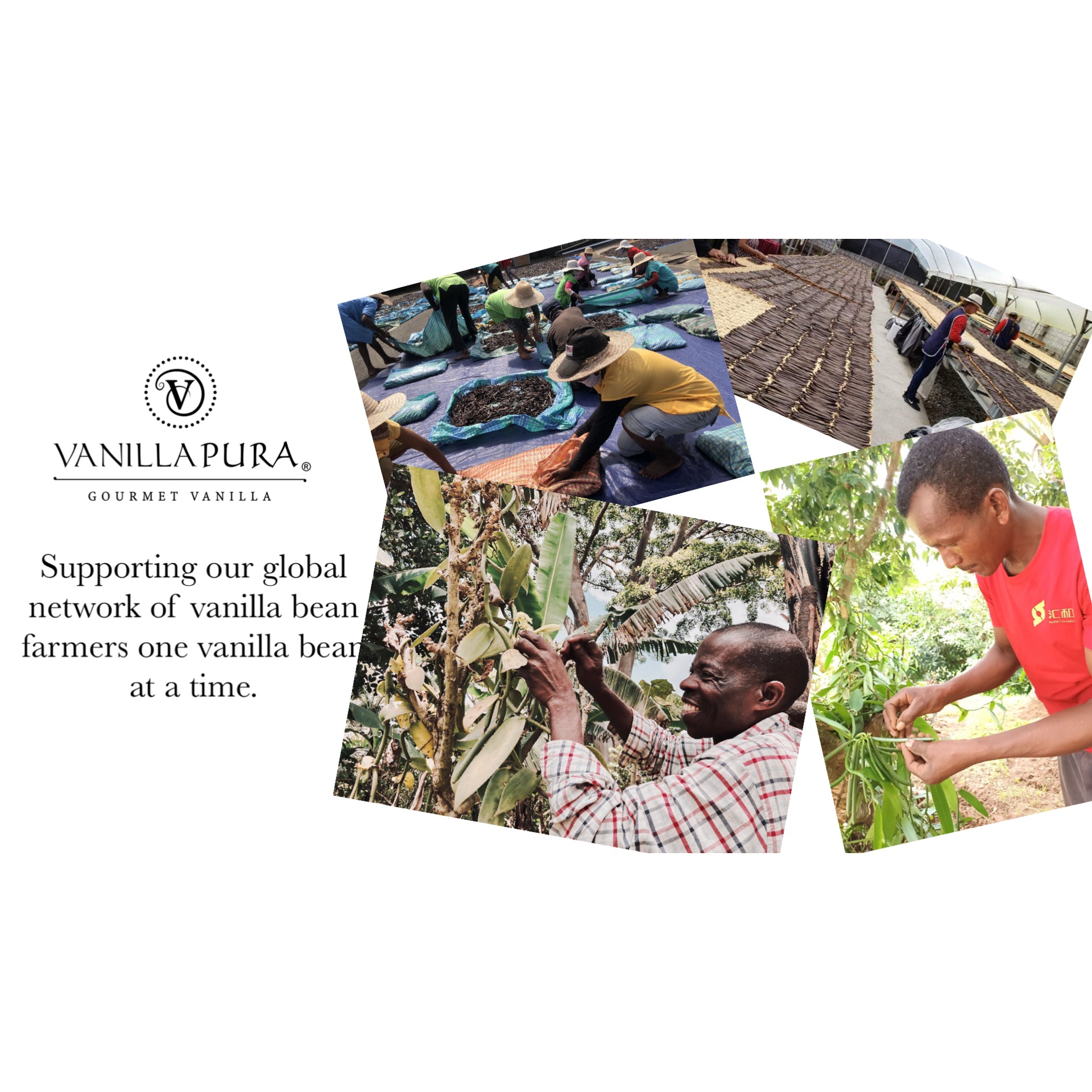 Collage of vanilla bean farmers working in fields, showcasing the global network of support for sustainable Colombian Vanilla Beans sourcing.