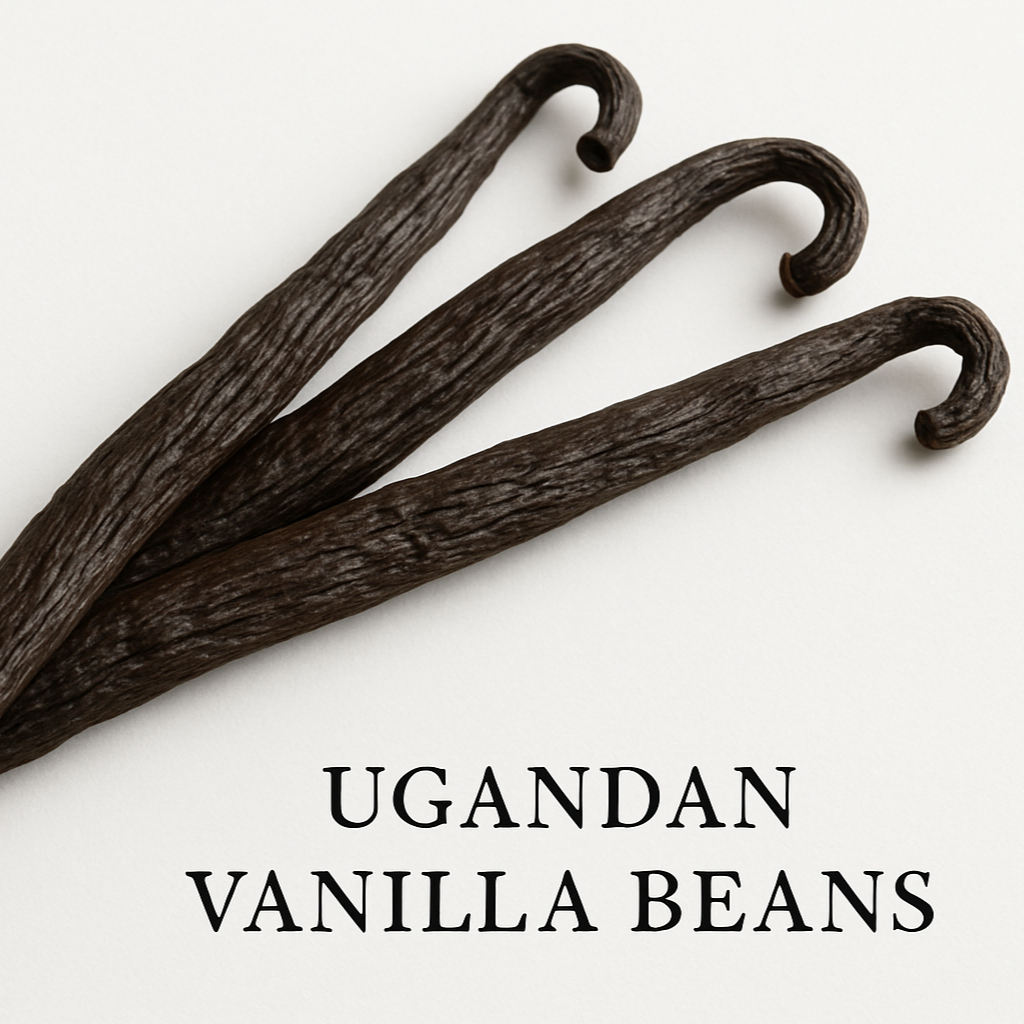 Square format Ugandan vanilla beans with robust appearance