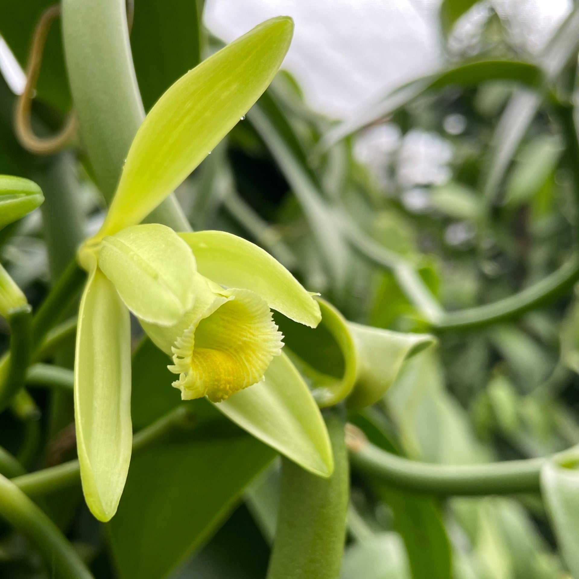 All You Need to Know About Growing Vanilla at Home 🌱