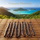 Comoros Planifolia