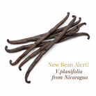 Elegant Nicaraguan vanilla beans announcement