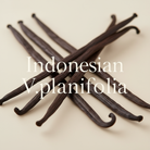 Indonesian V.planifolia