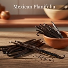 Mexican Planifolia