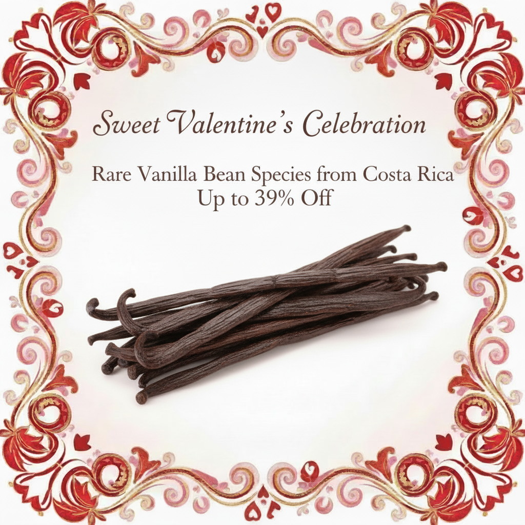 Sweet Valentine's Celebration Rare Vanilla Bean Species from Costa Rica
