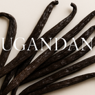 Ugandan Vanilla Beans with Elegant Text