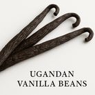 Square format Ugandan vanilla beans with robust appearance