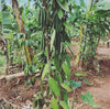 Ugandan Vanilla Beans - Grade A For Vanilla Extract & Baking (Retail)