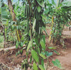 Ugandan Grade-B Vanilla Beans - For Vanilla Extract Making & Baking (Retail)
