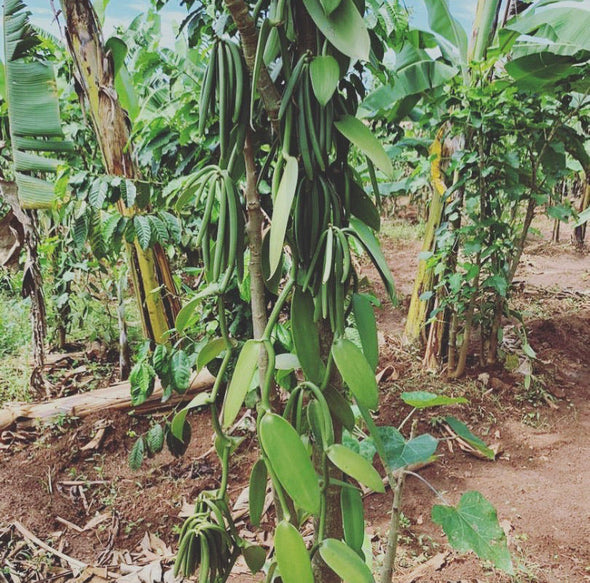 Ugandan Vanilla Beans - Grade B - For Brewing, Distilling & Extracting