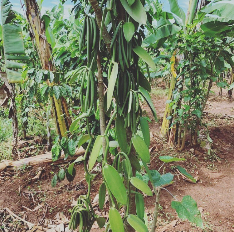 Ugandan Vanilla Beans - Grade B - Extract Grade