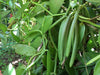 Group Buy - The Kerema PNG Vanilla Beans - For Vanilla Extract & Baking (Grade A)