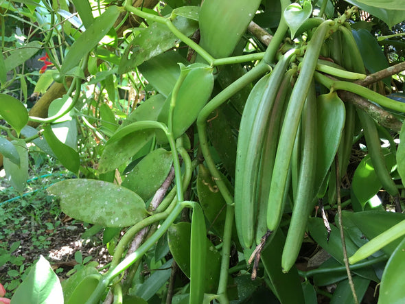 The Kerema PNG Vanilla Beans - Grade-A For Vanilla Extract & Baking (Retail)