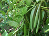 Group Buy The Veracruz Mexican Vanilla Beans - For Extracts & Baking (Grade A)