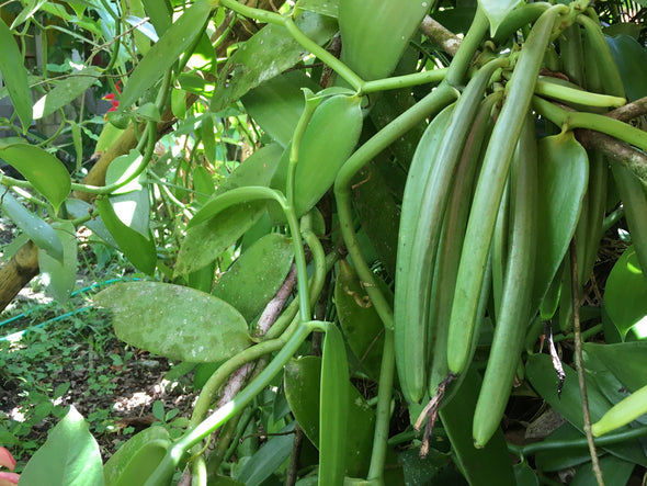 The Veracruz Mexican Vanilla Beans - For Extracts & Baking Grade-A (Retail)
