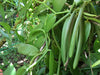 The Prancer! Co-Op The Veracruz Mexican Vanilla Beans - For Extracts & Baking (Grade A)