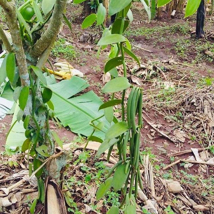 Ugandan Vanilla Beans - Grade B - Extract Grade