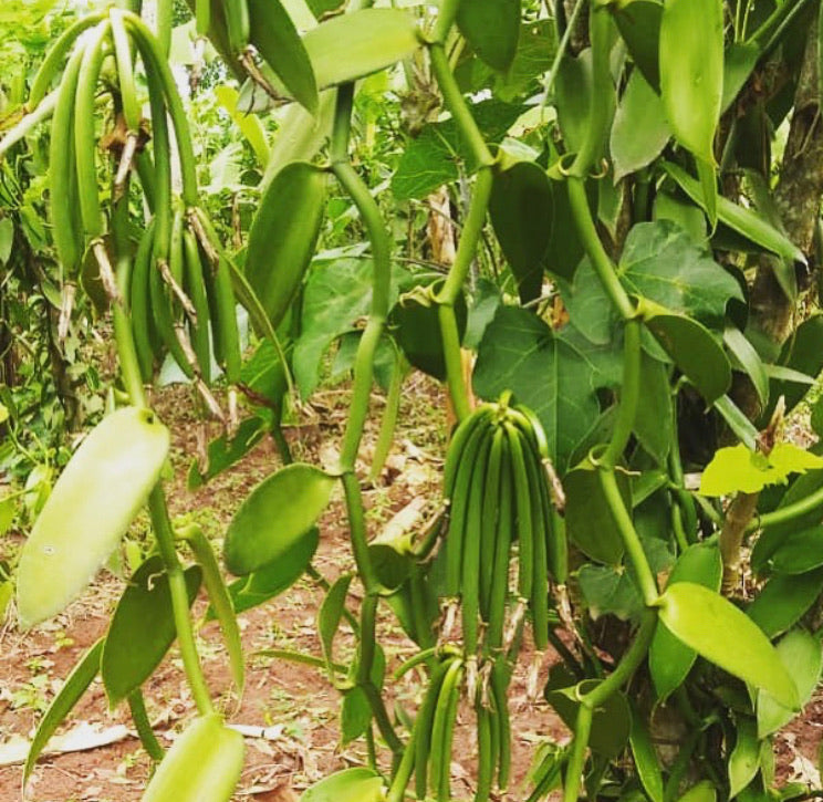 Ugandan Vanilla Beans - Grade B - Extract Grade