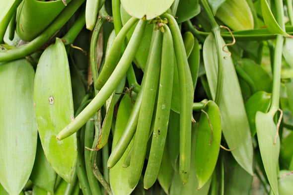 Special Buy! Group Buy The Lahaina Hawaiian Vanilla Beans - For Vanilla Extract Making & Baking Grade-A
