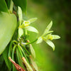 Gift Card Co-op Hawaiian Vanilla Beans - For Vanilla Extract Making & Baking Grade-A