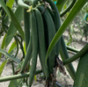 Group Buy The Colorado Ecuadorian Vanilla Beans - For Vanilla Extract Making & Baking Grade-A