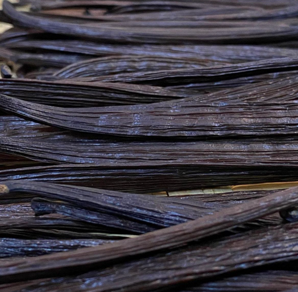 The Colorado Ecuadorian Vanilla Beans - Grade - A For Vanilla Extract Making & Baking (Retail)