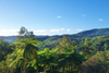 Group Buy - The Farino - New Caledonia Vanilla Beans - For Vanilla Extract & Baking (Grade A)