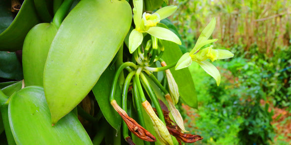 Special Buy! Co-Op The Jayapura GRADE B Indonesian Vanilla Beans - For Vanilla Extract & Baking